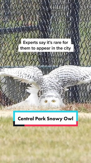 Rare Central Park Snowy Owl Sighting