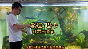 顶级慈鲷红龙王出海