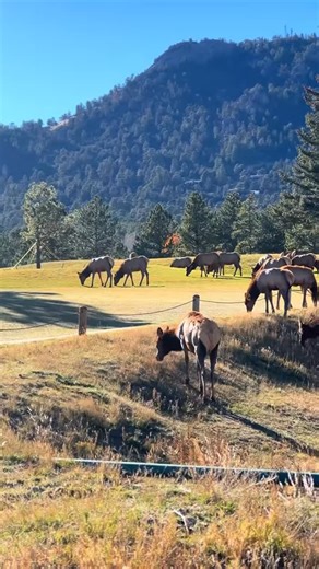 186 reactions · 12 shares | All this elk 歷 and gorgeous Colorado scenery. #fyp #elk #wildlife #colorado #estespark | Colorado Wild Adventures | Facebook