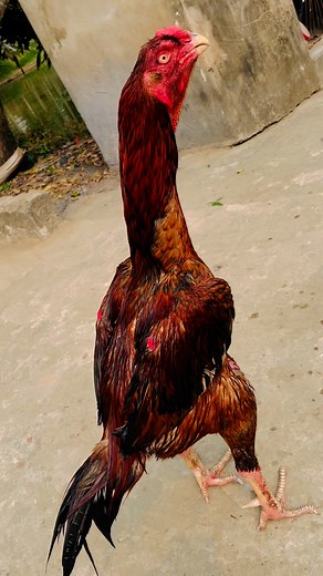 67K views · 3K reactions | pilla #foryouシ #viralvideochallenge #fb #Bangladesh #Super # | Java Aseel | Facebook