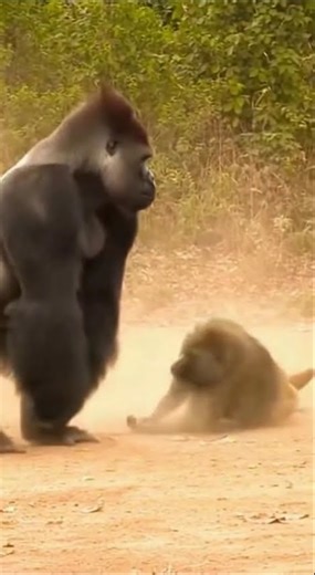 Epic Gorilla vs Baboon Showdown #Wildlife #Shorts #ia