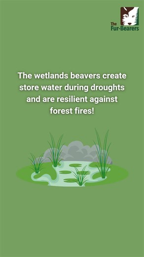 3.1K views · 210 reactions | Beavers are a keystone species, but did you also know that they are eco-heroes? The wetlands they create store water during droughts and are resistant against forest fires. This helps slow the effects of climate change. Learn all about the amazing things beavers do here: https://buff.ly/SDM4ybv | The Fur-Bearers | Facebook