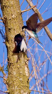 155K views · 682 reactions | Purple Martin Bird couple Wincent jCLFf #nature #wildlife #bird | HAWI Studios | Facebook