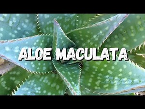 Aloe Maculata: Saiba Tudo Sobre Essa Suculenta