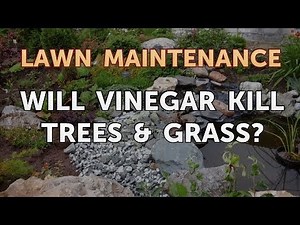 Will Vinegar Kill Trees & Grass?