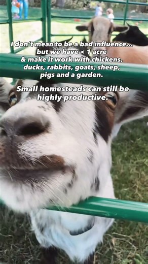 Backyard Farm - This is the sweet life