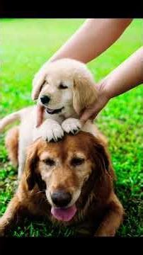 Golden Retriever vs Labrador Retriever ❤️ #doggielife #puppy #dog #film