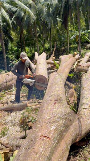 13K views · 49 reactions | Potong kayu besi jawa kalau di sini | Jati Manungal | Facebook