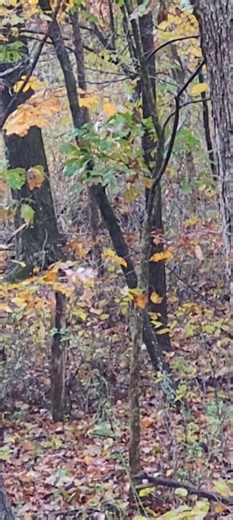 Leif Erickson on Reels