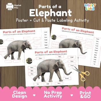 Parts of an Elephant Diagram & Labeling Activity | Wild Animal Anatomy Worksheet