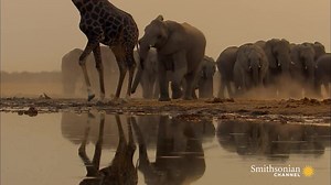 29K views · 1.4K reactions | In the tense world of pachyderm...