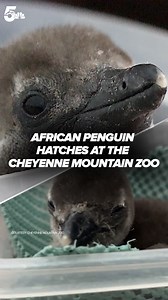 73K views · 1.3K reactions | A tiny, fluffy African penguin chick hatched at the Cheyenne Mountain Zoo! It was born on April 8, and the zoo says the little one is growing up big and strong. #cheyennemountainzoo #CMZoo | KOAA 5 | Facebook