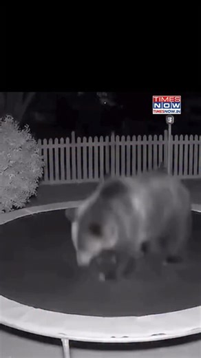 A massive bear was caught on camera bouncing on a backyard trampoline, turning an ordinary yard into its personal playground. The moment was captured by a nearby CCTV camera and quickly caught the internet’s attention. [viral, bear] #NewsWithTN | TIMES NOW