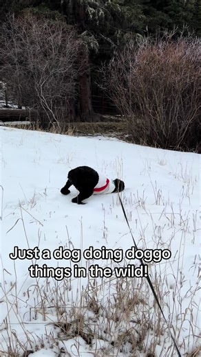 Snow Adventures with Rocky: Fun in the Wild