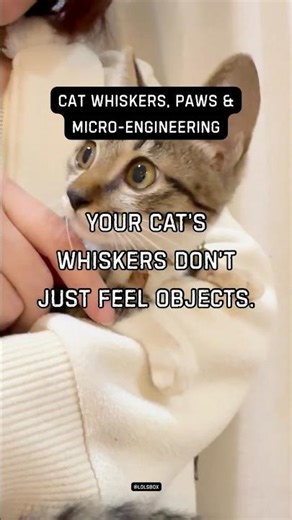 Your cat’s whiskers don’t just feel objects.