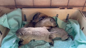 What’s one more rescue? We took in an additional woodchuck yesterday. | Animal Magic, Inc.