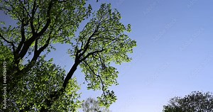 green foliage on a maple tree in spring bloom, beautiful green-tinged leaves on maple trees in spring