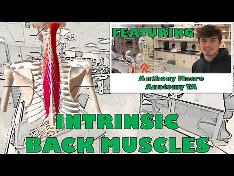 Intrinsic Back Muscles