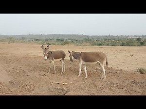 Two donkey meting at home 😱