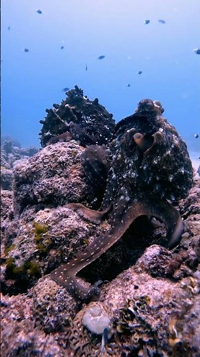 Mating OCTOPUS
