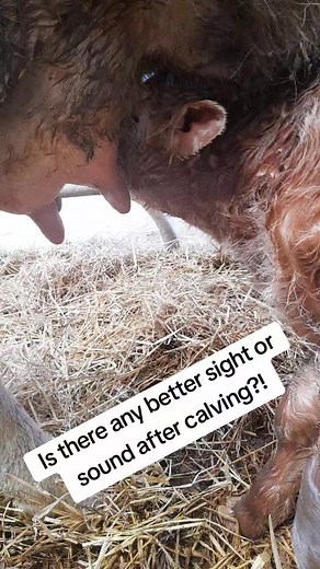 #farm #pedigreecharolais #charolais#farming #farmlife #farmlife #pedigreecharolais #cattle #calving #calf