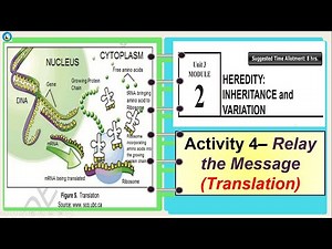 Science 10 Quarter 3 Module 2 Activity 4 - Relay the message ( Transcription and Translation)