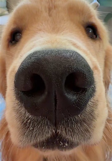 Boop it ❤️ #teddy #goldenretriever #goldenretrieverlife #goldenretrieverpuppy #dog