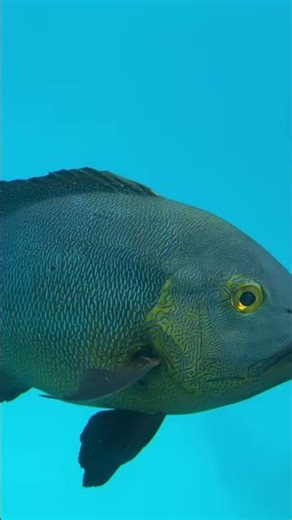 Can You Handle the Eerie Sounds of Sleeping Underwater?