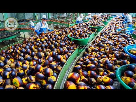 How To Process Palmyra Palms - Amazing Toddy and Jaggery Processing in Factory
