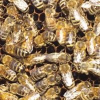 Bee season: Balls of bees in trees, swarms; what you need to know