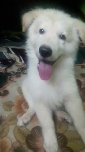white german Shepherd