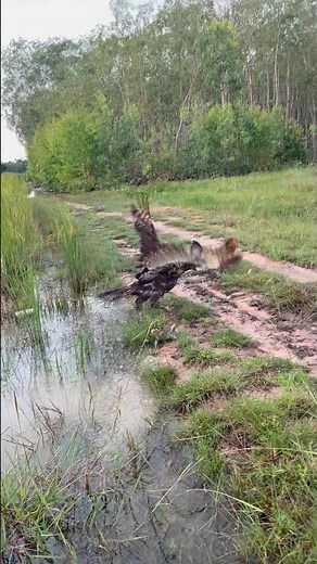 Fast speed and skill of Eagle hunting bird of prey on the ground #wildlife #nature #hunting #eagle