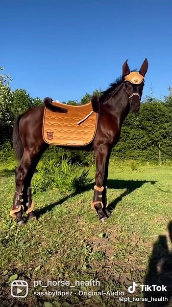 Adorable Baby Horse Compilation - The Cutest Foals on TikTok