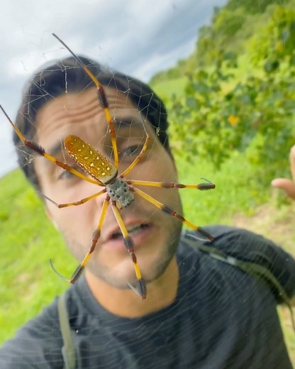 Phil Torres on Instagram: "Friendly neighborhood swamp spider. Easily estimate there were several thousand of these yesterday at this reserve. Known to scientists as #Trichonephilaclavipes, it has incredible yellow/golden silk that is 8x stronger than steel and is a better thermal conductor than most metals!"