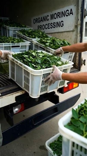 How 100% Organic Moringa Powder Is Made | Inside the Factory