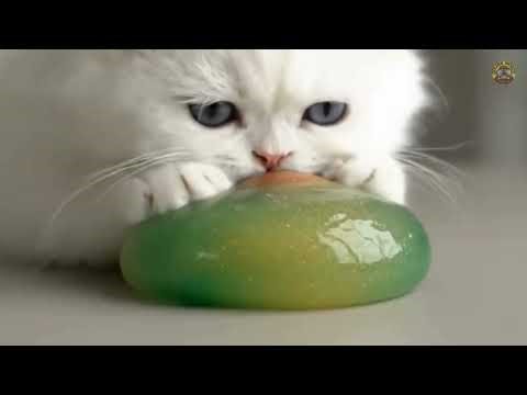 ASMR Slime Cat ‼️‼️ #cat #satisfying #slime #cute