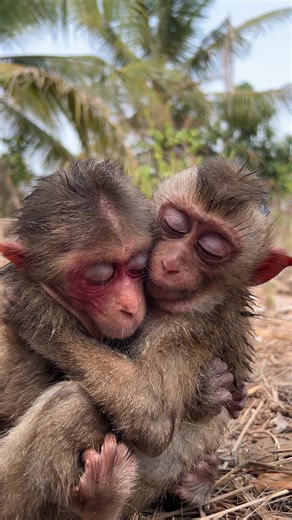 Baby Monkeys Love Hugs | Adorable Animal Moments
