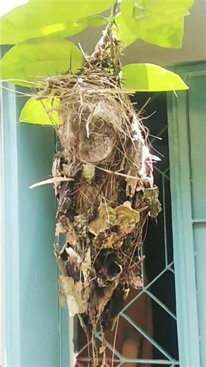What a beautiful bird's nest near our lemon tree 🕊️ #lemontree #birds #nest