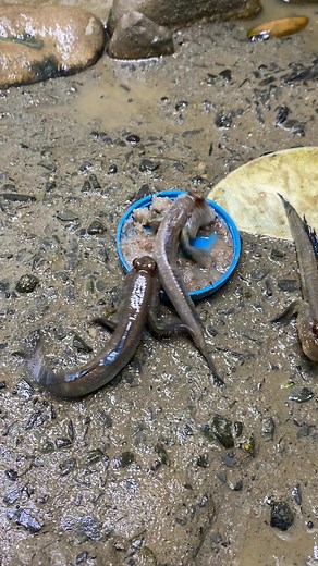 93K views · 286 reactions | #mudskipper #fish | Ezziesaquatics | Facebook