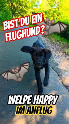🤩🥰 Bist du ein Flughund? 🦇🤔 Die Ohren kenn ich. Labrador Happy im Anflug #labradorwelpen #puppy