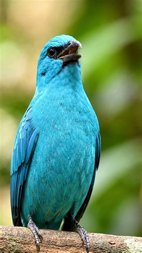 Turquoise Cotinga 🔵 The Brightest Blue Bird Ever #Shorts
