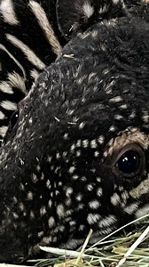 Welcome to the world! An endangered Malayan tapir calf became the second one born in Point Defiance Zoo's 120-year history. | Ventura County Star