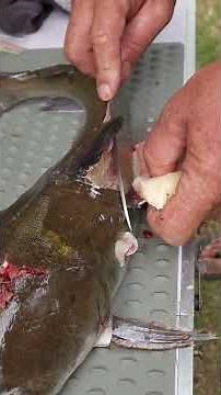 Easiest Way to Fillet a Freshwater Catfish (No Gutting) #fishingtips