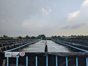 Take a tour of the grounds of this shrimp farm in Kranji – and then taste the shrimps