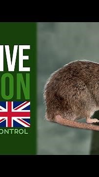 MASSIVE Rat Caught Roaming London in Broad Daylight! 😳🐀 | Environ Pest Control