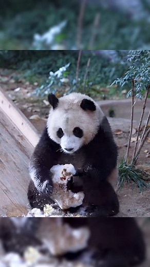 The world is getting more and more messy 🤭 Hui touching a snowball 🩷 #panda #zoo #animal #puppy #pandababy #fubao #reels #reelsviral #foryou #reelsvideo #reelsinstagram | Panda Word