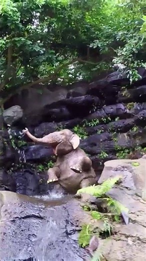 Hong Kong Disneyland Jungle Cruise Is WILD!