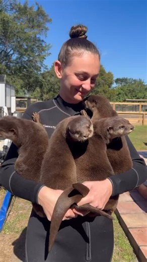 Animal EDventure Park & Safari on Instagram: "Who’s Joining Us? Add An OTTER Swim To The VIP Tour! Book It Now at AnimalEDventures.com"