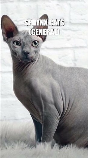 Top 10 World-Famous “Ugliest” Cats (But Still Adored!) #animallife #cat #funnyanimals