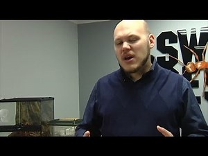 What you need to know about spider crickets